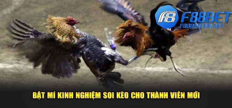 Bật mí kinh nghiệm soi kèo cho thành viên mới