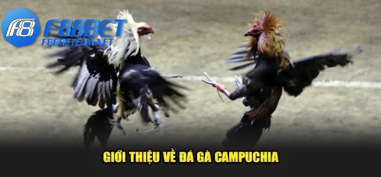 Đôi nét cơ bản về đá gà Campuchia