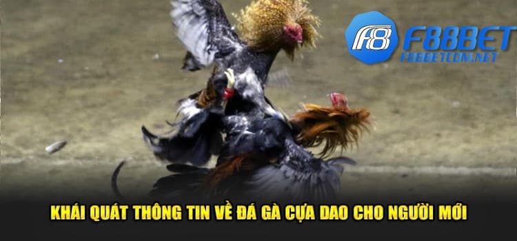 Khái quát thông tin về đá gà cựa dao cho người mới