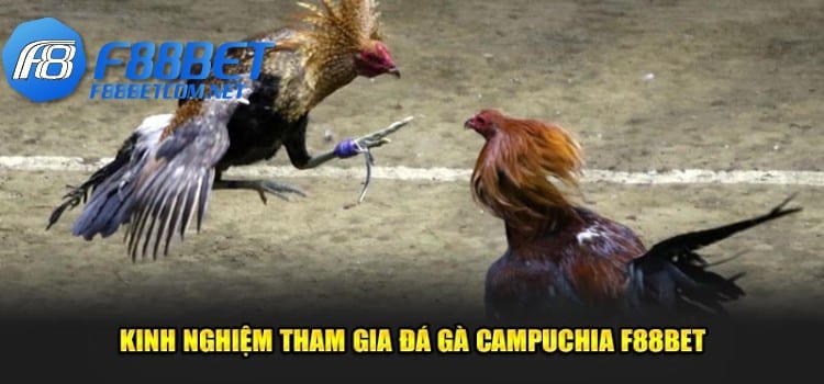 Kinh nghiệm tham gia đá gà Campuchia F88bet