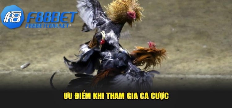 Thế mạnh nổi trội khi tham gia cá cược Đá Gà Tại F88BET