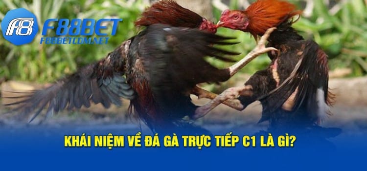 Khái niệm về đá gà trực tiếp C1 là gì