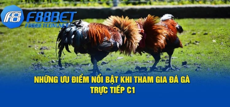 Những ưu điểm nổi bật khi tham gia đá gà trực tiếp C1