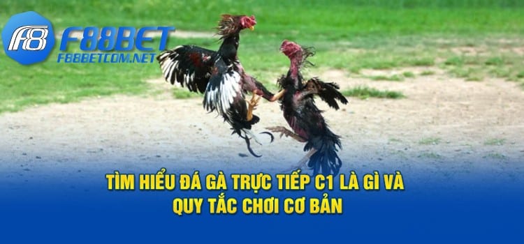 Tìm Hiểu Đá Gà Trực Tiếp C1 Và Quy Tắc Chơi Cơ Bản